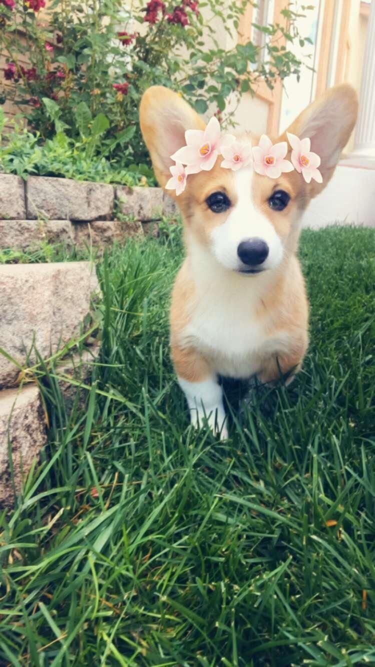 The Queens Corgis Meet Chance The Corgi At Queenscorgi Tumblr
