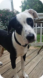 Pin On Adopt Me