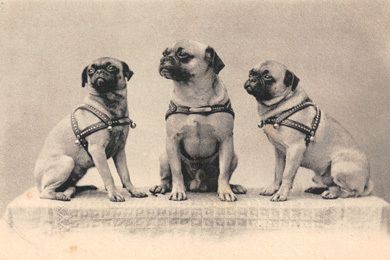 Pug Dogs Old Cabinet Photo Pre 1915 Pug Dog Pugs Pug Love