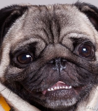 Cute Pug Showing His Bottom Teeth Pug Pics Pugs Cute Pugs