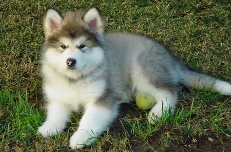 An Alaskan Malamute Is Going To Be My Future Dog Malamute