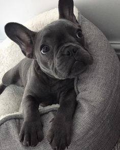 Article Bouledogue Francais Conseils De Toilettage Outils Et