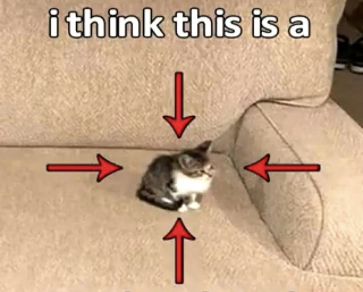Pinterest funny-cat-memes-stupid-memes-movie-humor-best-tweets-protest-signs