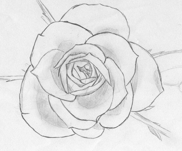 How To Draw A Fibonacci Flower For Kids How To Draw A Fibonacci Flower For Kids