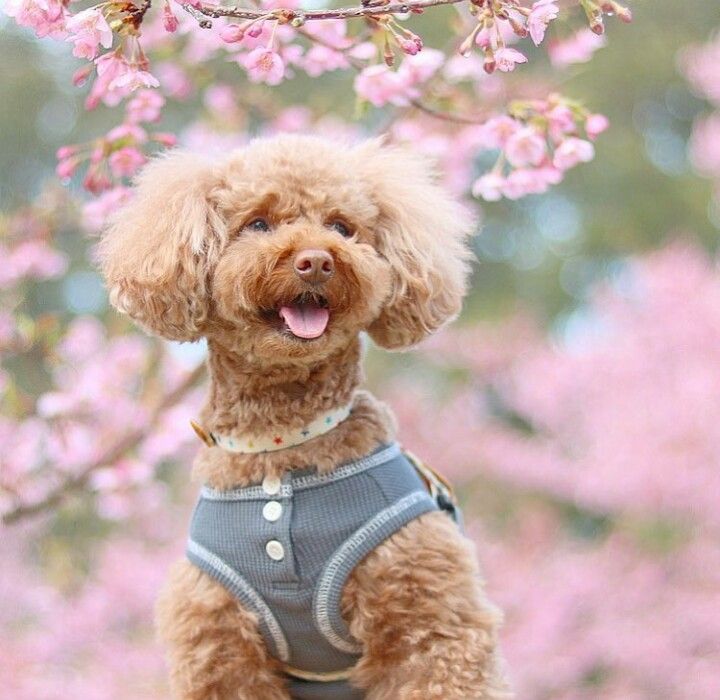 Teddy Bear, Dogs, Animals, Naturaleza, Animales, Animaux, Pet Dogs, Teddy Bears, Doggies