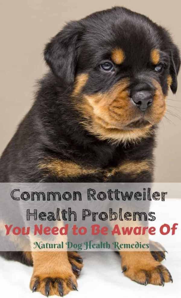 Common Rottweiler Health Problems Dog Breeds Rottweiler Dogs
