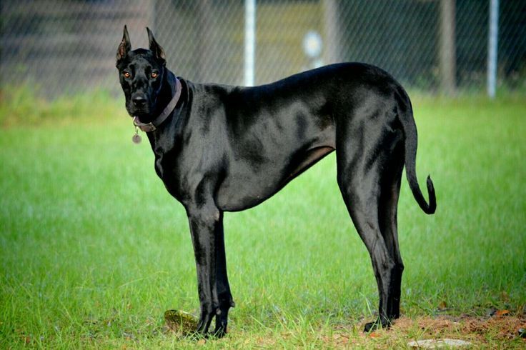 World Class Doberman Pinscher Pure Black Doberman Pinscher Nyx