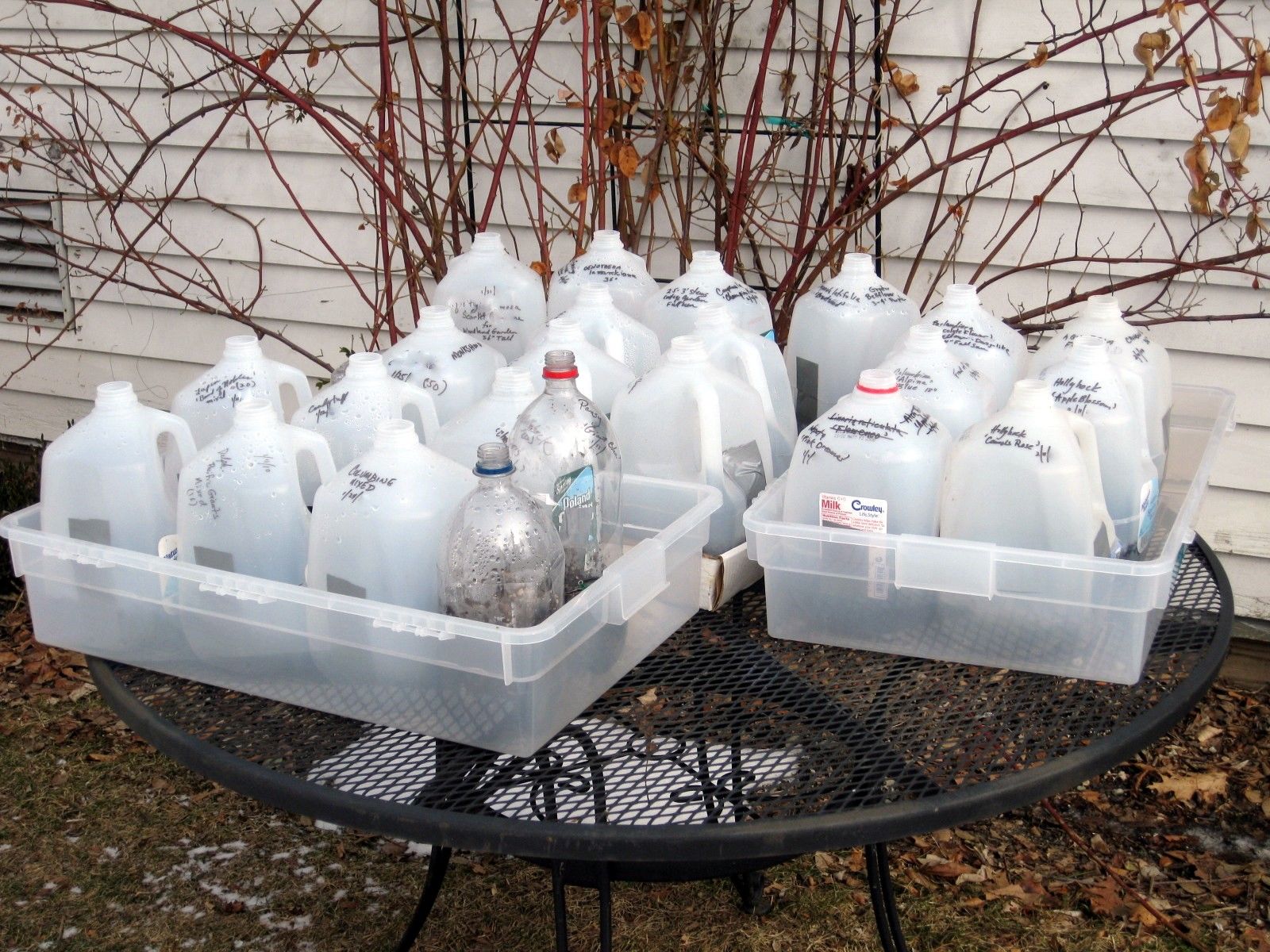 Winter sowing seeds outdoors in milk jugs Miniature greenhouse