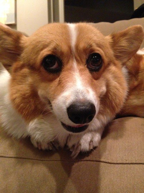 16 Reasons Corgis Are Not The Friendly Dogs Everyone Says They Are