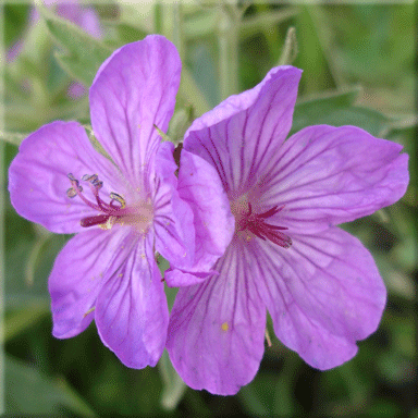 Perennial Flower Seeds Canada