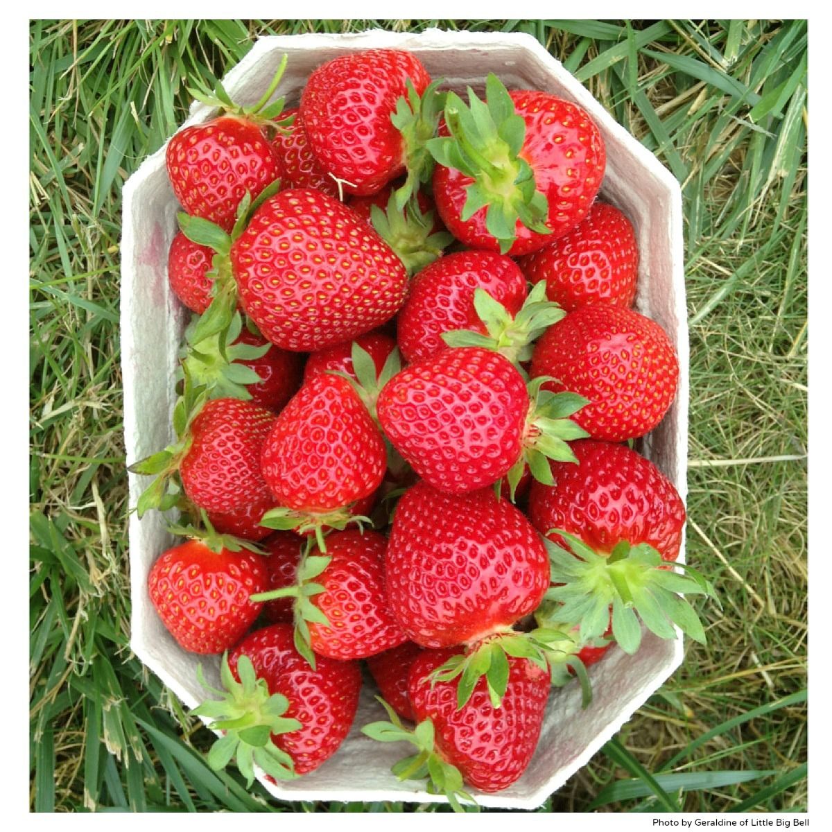 Best Time To Plant Strawberries Australia