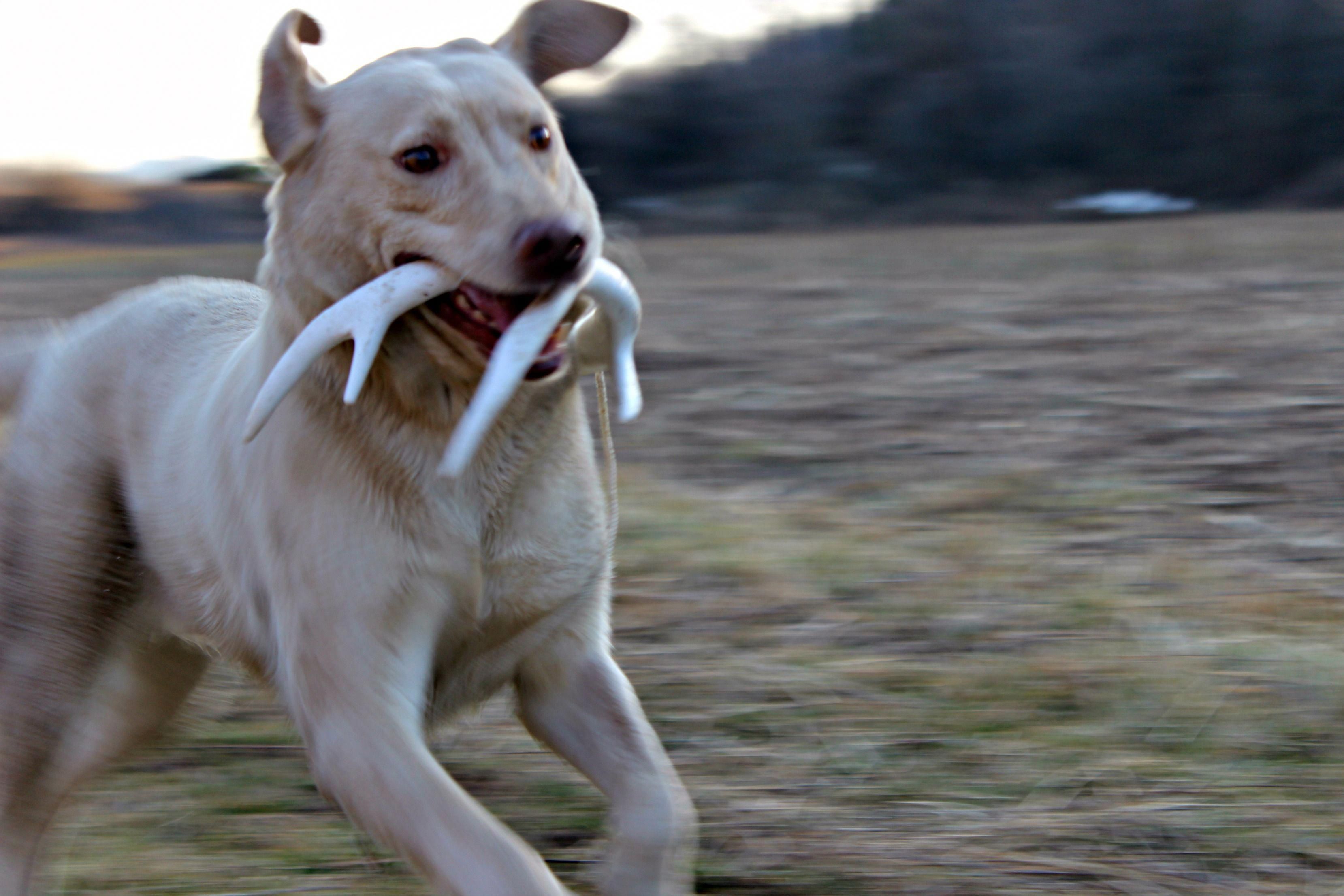 Phase 1 Of 3 Training Your Dog To Hunt Antler Sheds Step By Step