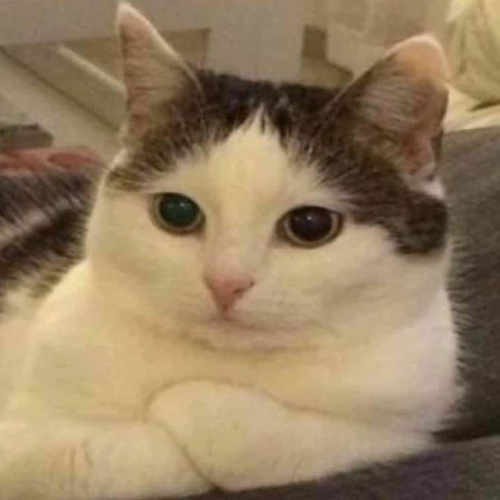 Ilay By Cats And Dogs Ilay By Cats And Dogs
