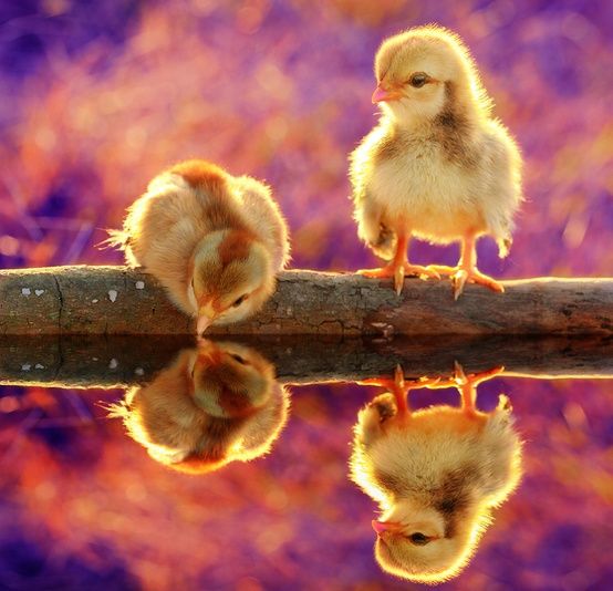 Spring Sweetness Pollo Animal Animales Animal De Compañia