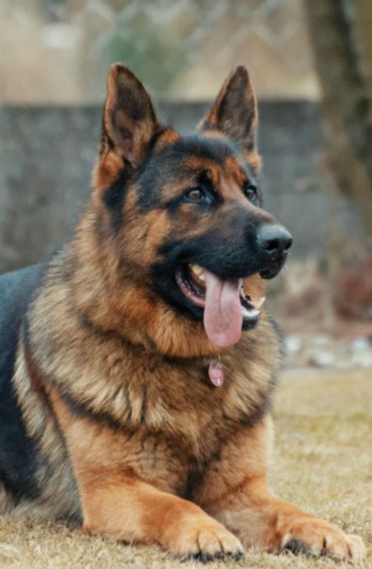Your 10 Most Popular Questions About German Shepherd Dogs German