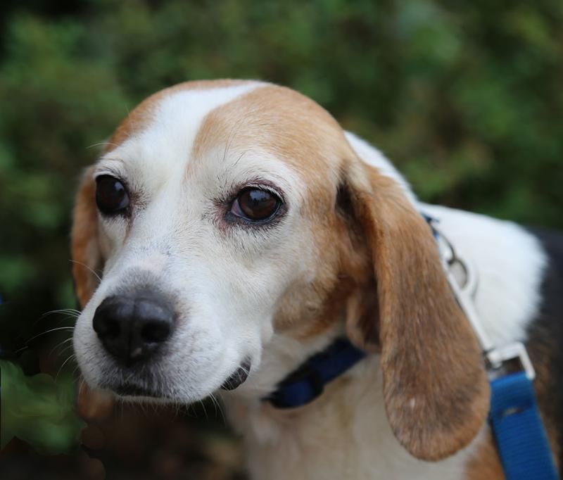 Adopt Jolene Jiggles on Labrador retriever, Labrador, Pets