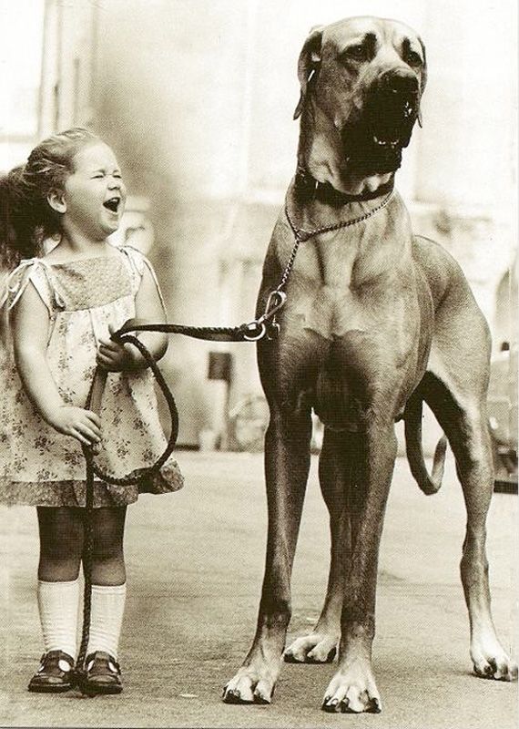 Massive Great Dane Taking The Little Girl For A Walk Big Dogs