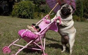 Pin by Micaela Casiraghi on Poldo Pinterest Hats and Pug