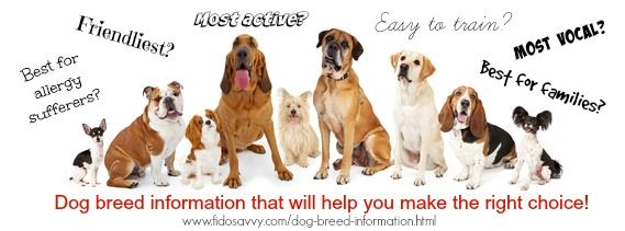 Comprehensive Dog Breed Information Dog Breeds Akc Dog Breeds Dogs