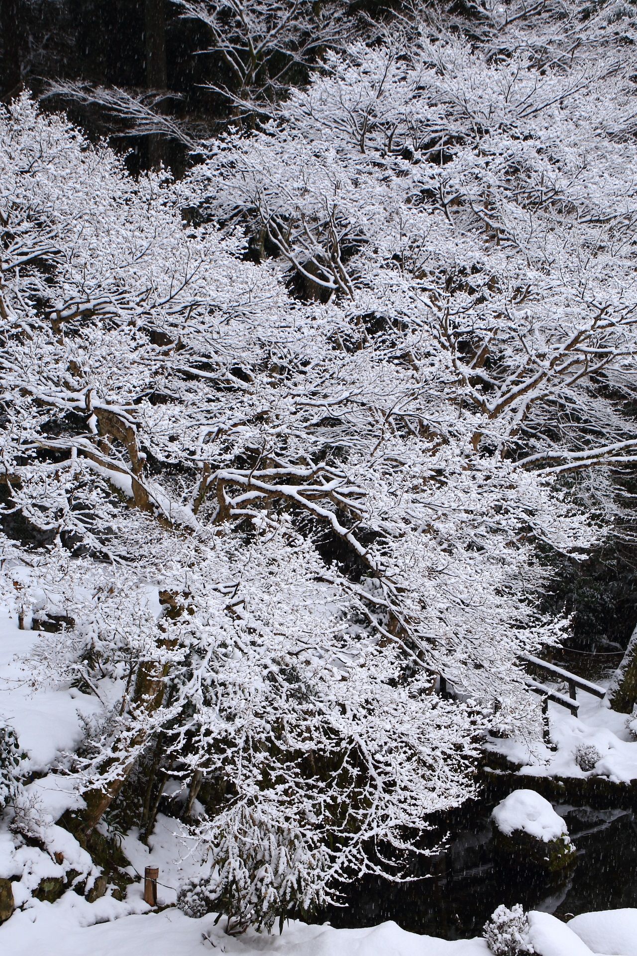Kyoto Ohara Syorin In Temple Snowy Landscape 京都 雪 雪 冬の風景 Kyoto Ohara Syorin In Temple Snowy Landscape 京都 雪 雪 冬の風景