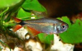 Pin On Ideas For 75g Tank