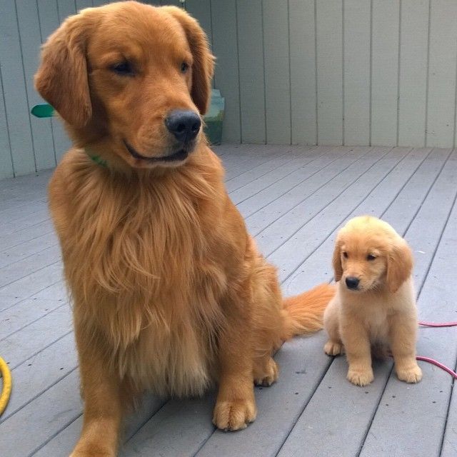 How To Feed Golden Retriever Puppy Artofit how-to-feed-golden-retriever-puppy-artofit