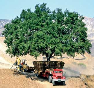 Valley Crest Tree Nursery Availability Thenurseries Valley Crest Tree Nursery Availability Thenurseries