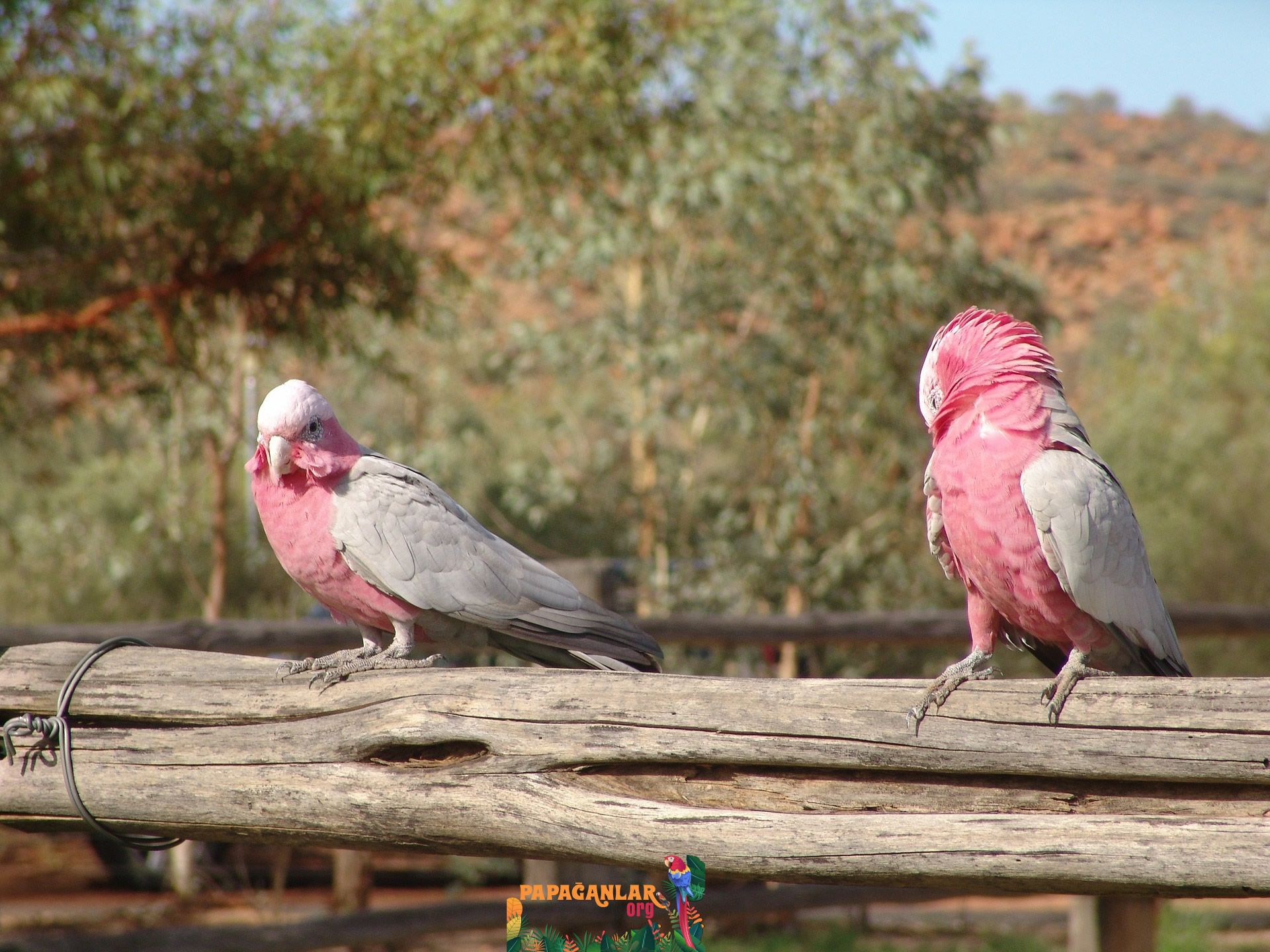 Galah Cockatoo Papagan Doga