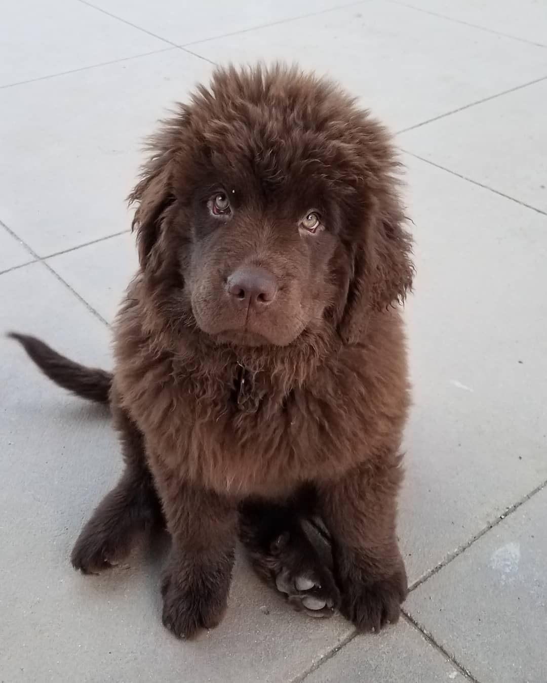 Newfoundland Dog: True Or False