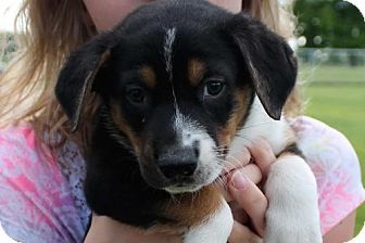 Adopt Kenzie on Rescue dogs, Labrador retriever mix