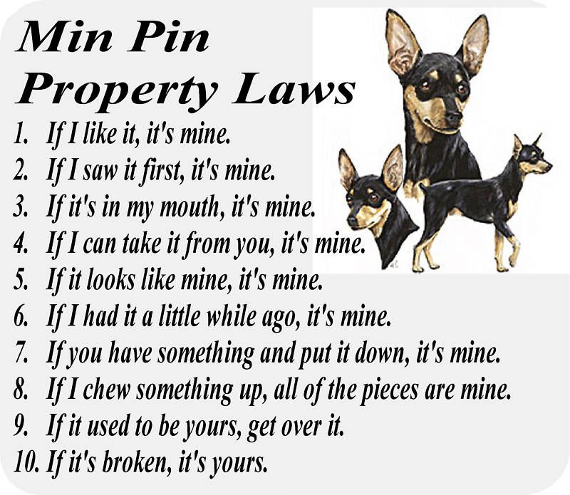 Miniature Pinscher Laws With Images Min Pin Dogs Miniature