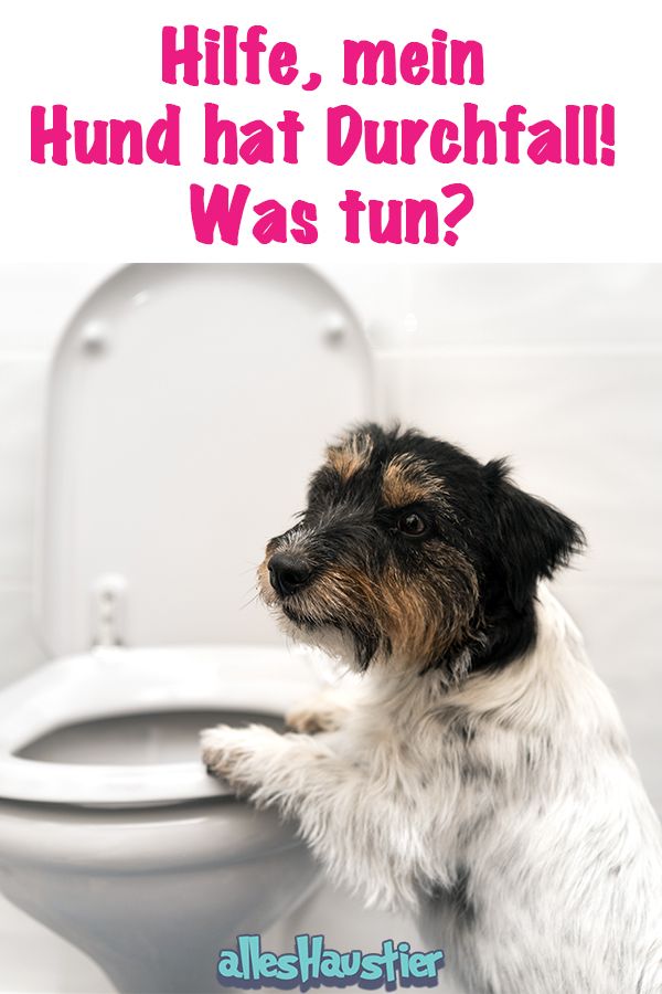 Durchfall beim Hund Gründe und was zu tun ist Alles Haustier Hund