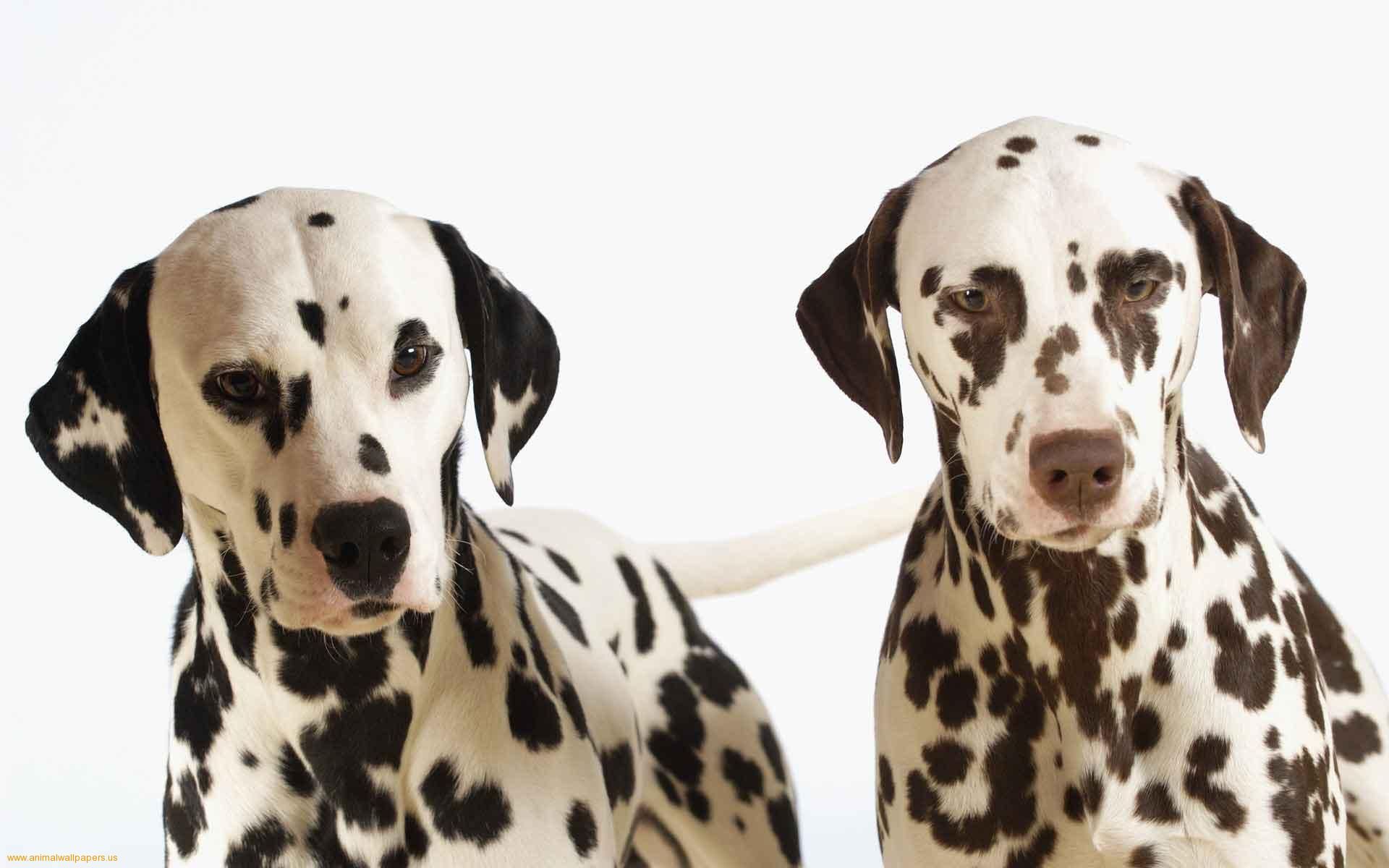 Proud Of Their Spots Dalmatian Dogs Dog Wallpaper Dog Breeds