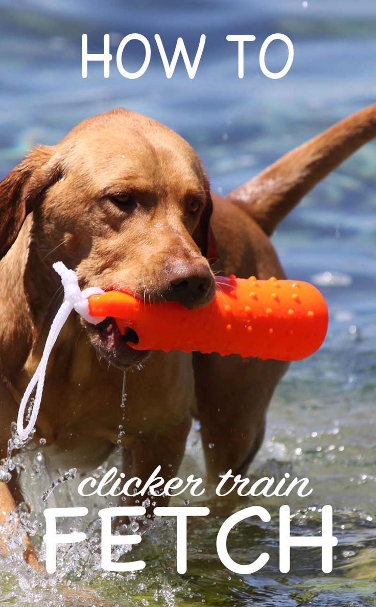 Clicker Training Fetch How To Teach The Clicker Retrieve Dog
