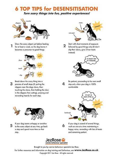 Desensitization Dog Training Puppy Classes Puppy Training