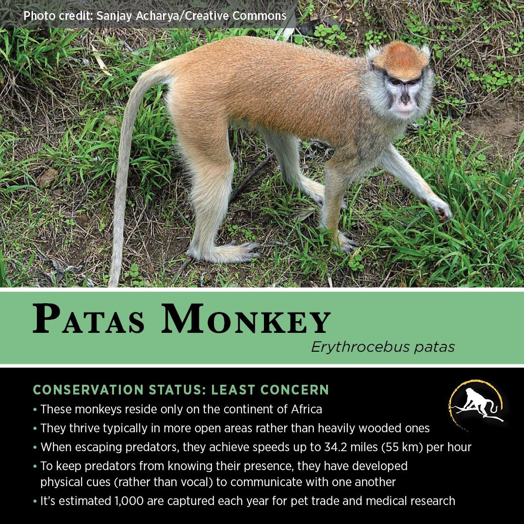 Chimpanzee, Orangutan, Primates, Mammals, Patas Monkey, Ape Monkey, Lemurs, Animal Facts, Save Animals