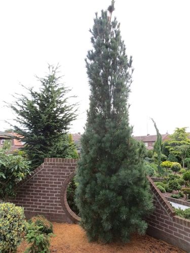 Pinus Strobus Stowe Pillar Conifers Backyard Projects Pinus Strobus Stowe Pillar Conifer Kingdom