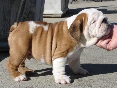 English Bulldog Wrinkly Dog Bulldog Puppies English Bulldog