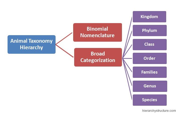 classification hierarchy