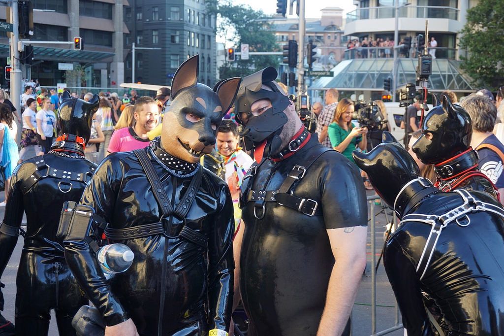 Handsome Pups Human Pup Pup Dog Gear handsome-pups-human-pup-pup-dog-gear
