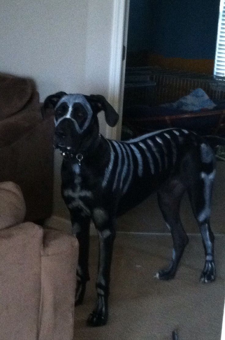 21 Great Danes With Better Costumes Than You Great Dane Dogs
