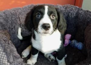 Twix The Borgi Puppy Is An Adoptable In Ocala Fl Border Collie