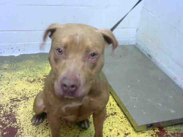 American Pit Bull Terrier Dog For Adoption In Atlanta Ga Adn