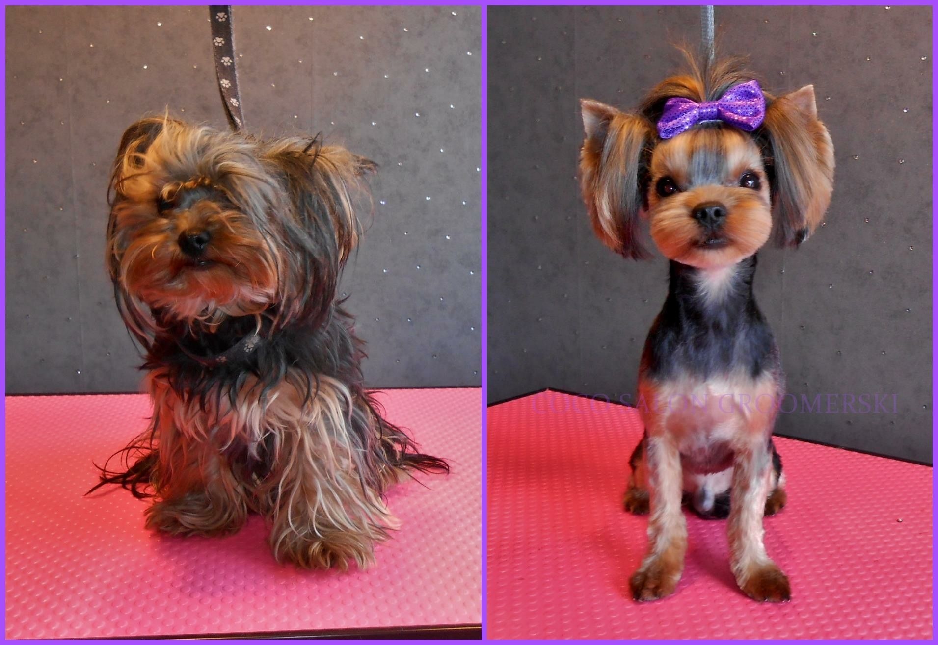 Pet Animals Paw Groomer Vet Tech Dog Breed Gift Retro Yorkie Vintage Yorkshire Terrier Dog Owner Puppy Lover Throw Pillow Multicolor 16x16 Pet Animals Paw Groomer Vet Tech Dog Breed Gift Retro Yorkie Vintage Yorkshire Terrier Dog Owner Puppy Lover Throw Pillow Multicolor 16x16