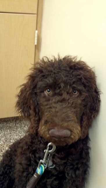 Standard Poodle Puppy Face Standard Poodle Morkie Puppies