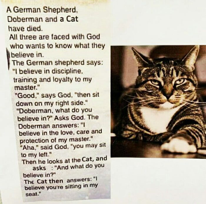 Cats are God Cats are God