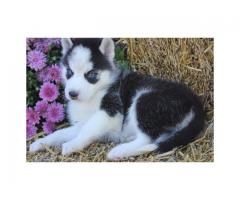 X Mass Siberian Husky Puppies With Blue Eyes For Homes Siberian
