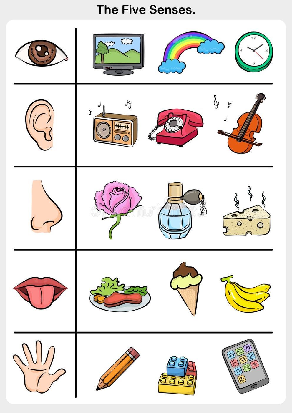 Math the Picture To the Correct Five Senses - Touch, Taste, Hearing, Sight, Smell. Stock Vector - Illustration of radio, learn: 95090822