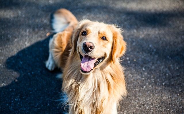 11 Reasons Why Your Rescue Dog Actually Rescued You Dogs Golden