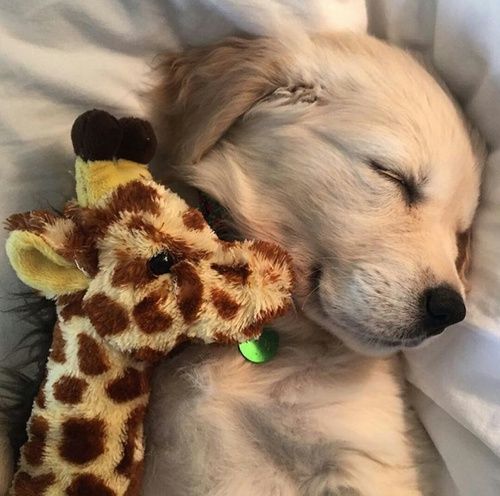 Monday Morning Randomness User Edition 22 Cute Baby Animals